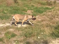 cane corso rustico